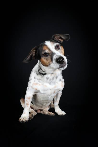 istock jack russell terrier dog on black background 1446924521