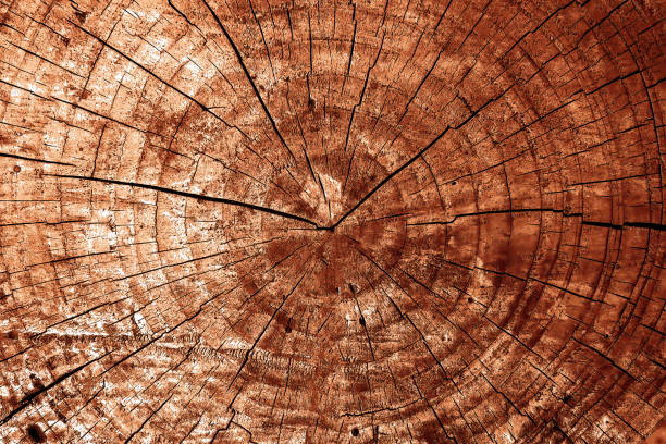 istock Beautiful wood grain. Wood background. Wood grain pattern texture background 1446924655
