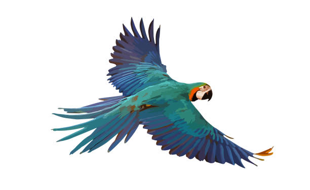 parrot - 金剛鸚鵡 幅插畫檔、美工圖案、卡通及圖標