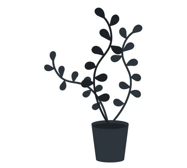 Vector illustration of Decorative black plant with long leaves in ceramic pot, pot with houseplant. Home interior plant