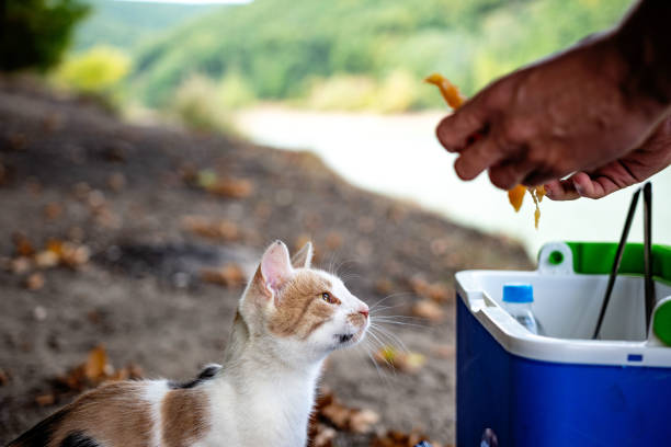 Man feeding young cat outdoor, close up