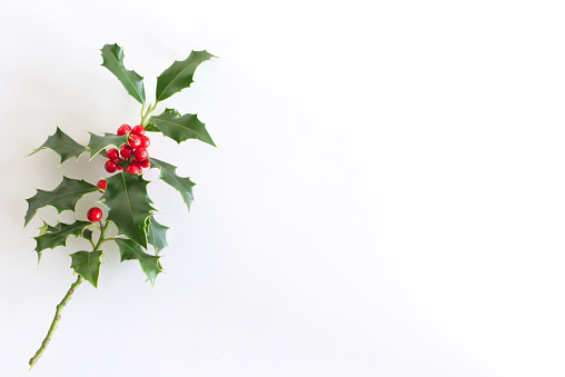 Symbol of Christmas in Europe closeup of holly beautiful red berries and sharp leaves isolated on a white background. Empty space for holiday text, top view.