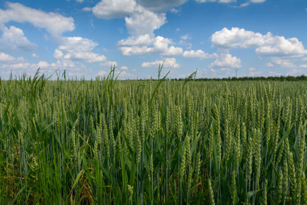istock view of the wheat field 1446927569