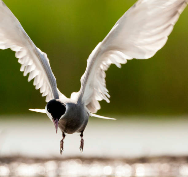 istock Witwangstern, Whiskered Tern, Chlidonias hybrida 1446927605