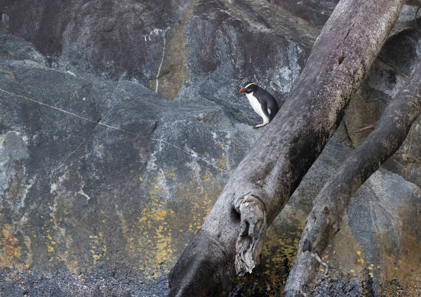 istock Fiordland Penguin, Eudyptes pachyrynchus 1446927728