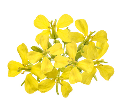 Blooming medicinal herb celandine (Chelidonium asiaticum), Isolated on white