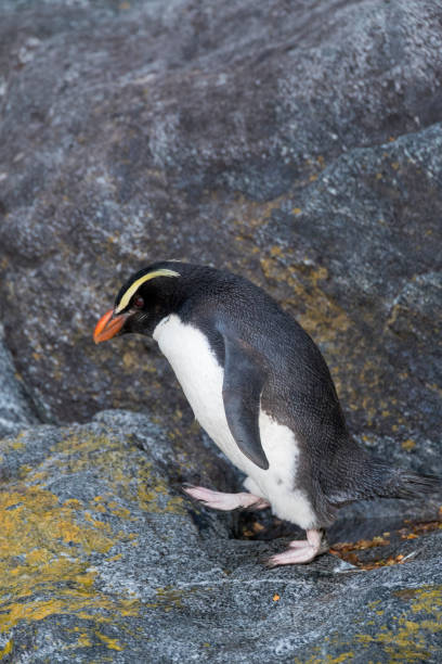 istock Fiordland Penguin, Eudyptes pachyrynchus 1446927810