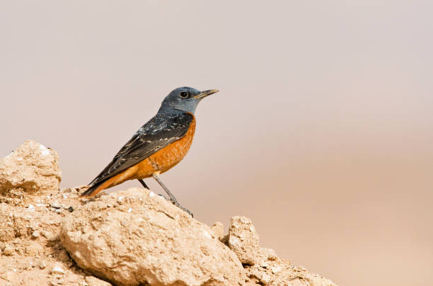 istock Rode Rotslijster, Rufous-tailed Rock Thrush, Monticola saxatilis 1446927924
