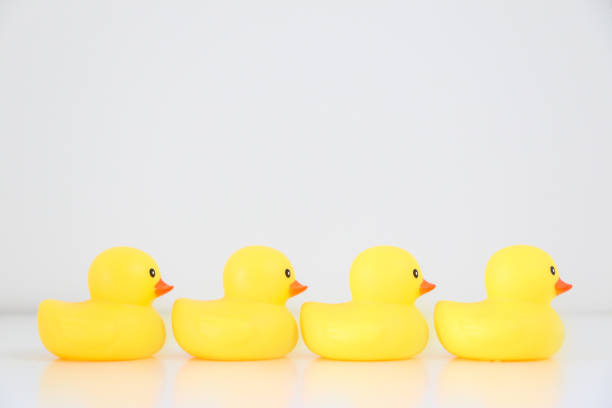 istock A row of four yellow rubber ducks lined up in single file facing rightward direction, idiomatic and phrase concept for organisation, to get ones ducks in a row, business and work speak 1446929481