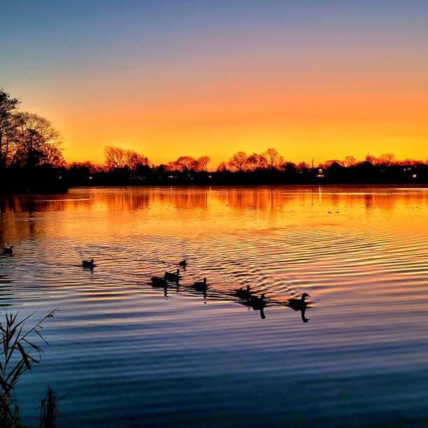 istock Sunrise at the lake with geese. 1446930821
