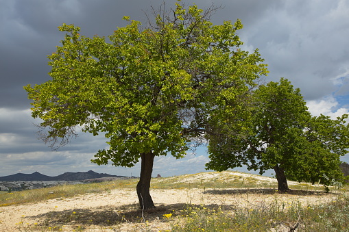 Trees at the hiking track between Göreme and Cavusin in Cappadocia,Nevsehir Province,Turkey