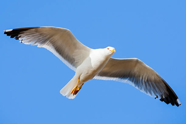 gaivota-amarela, larus michahellis michahellis - michahellis - fotografias e filmes do acervo