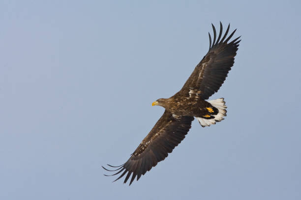 istock Zeearend volwassen; White-tailed Eagle adult 1446931799