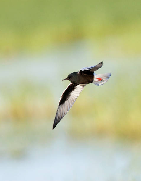 witvleugelstern, rybitwa białoskrzydła, chlidonias leucopterus - chlidonias zdjęcia i obrazy z banku zdjęć