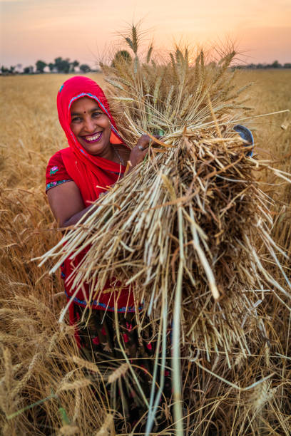 istock Indian woman carrying a wheat, India. 1446931938