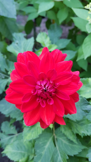 Close up of bright red dahlia flower