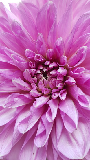 Close up of pink dahlia flower
