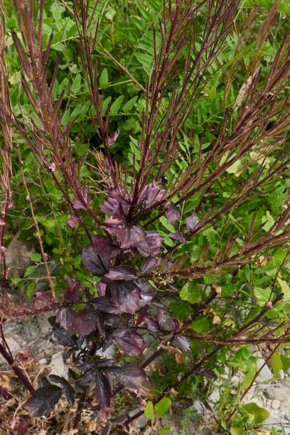 istock Barbarea vulgaris plant close up 1446933734