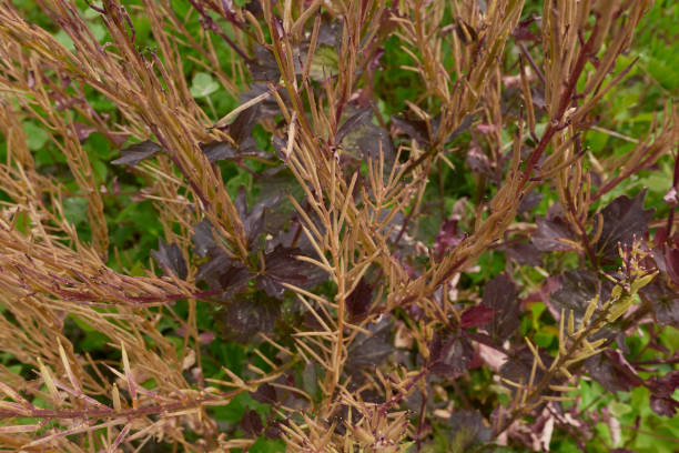 istock Barbarea vulgaris plant close up 1446933737