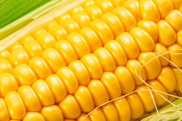 istock Maize cob or corn cob close up. Macro shot. 1446933926