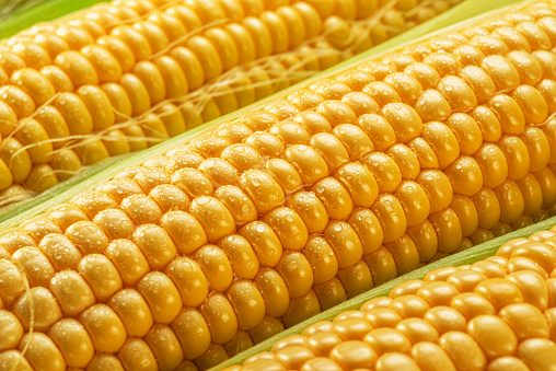 Semillas de maíz en mazorca de maíz cubiertas con pequeñas gotas de agua. Toma macro. photo