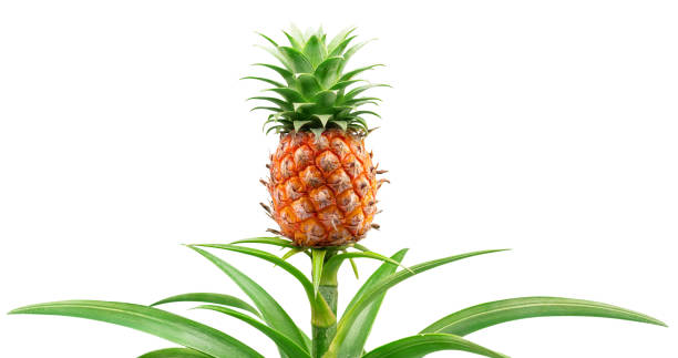 Pineapple on its parent plant isolated on white background. File contains clipping path.