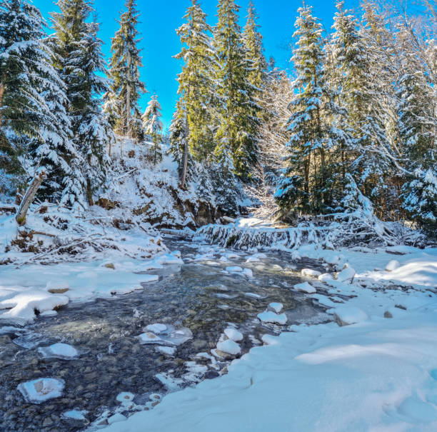 Fir trees covered with snow and stream with icy edge. Beautiful winter background.