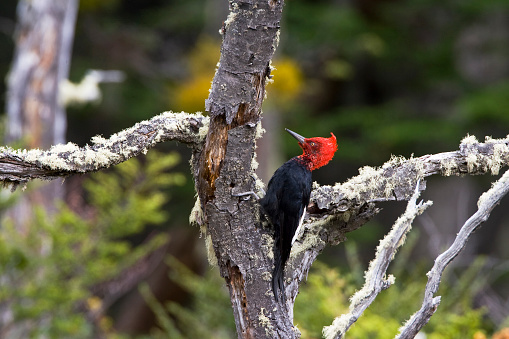 Mannetje Magelhaenspecht; Male Magellanic Woodpecker