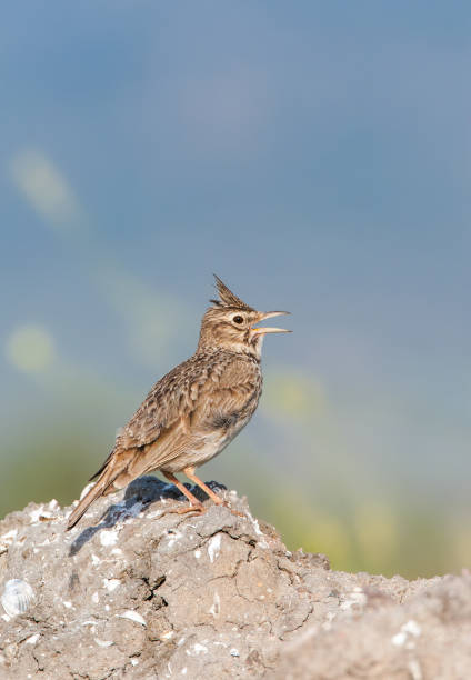 istock Crested Lark, Galerida cristata 1446935669