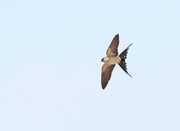 Eastern Red-rumped Swallow, Cecropis daurica japonica Eastern Red-rumped Swallow (Cecropis daurica japonica) in flight at Beidahei, China. Seen from below. red rumped swallow stock pictures, royalty-free photos & images