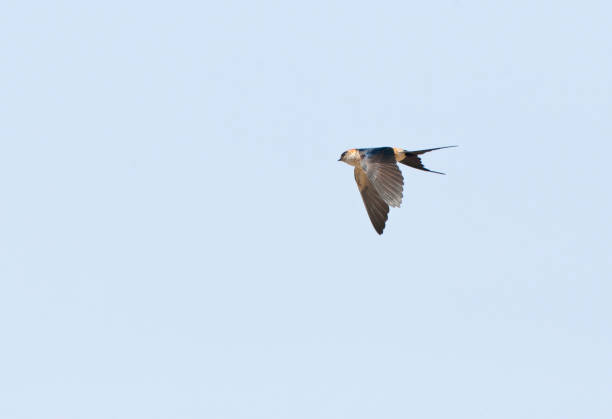 Eastern Red-rumped Swallow, Cecropis daurica japonica Eastern Red-rumped Swallow (Cecropis daurica japonica) in flight at Beidahei, China. red rumped swallow stock pictures, royalty-free photos & images