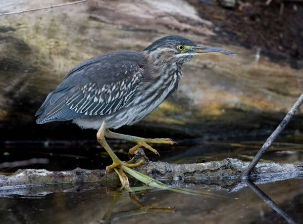 istock Green Heron, Groene Reiger, Butorides virescens 1446935880