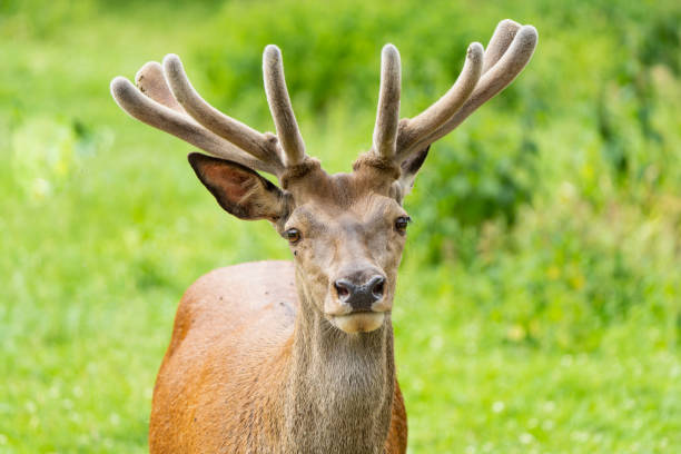 istock European red deer stag 1446936887