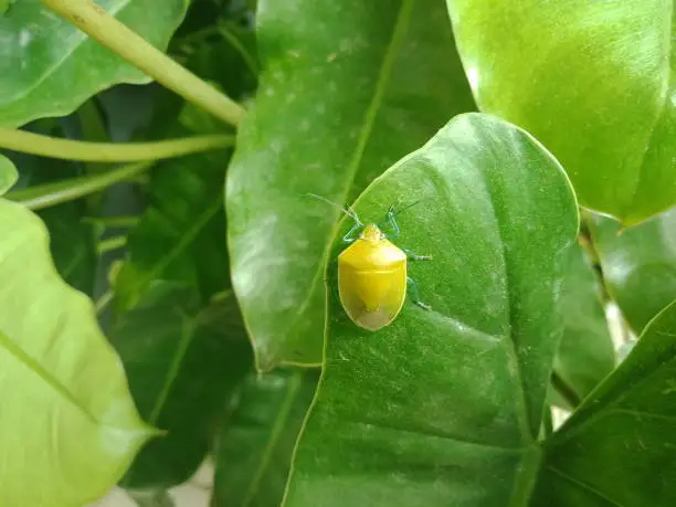Green stink bug or Pentatomoidea (Kepik Hijau) on the philodendron leaf.