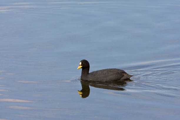 istock Roodbandmeerkoet, Red-gartered Coot, Fulica armillata 1446937128