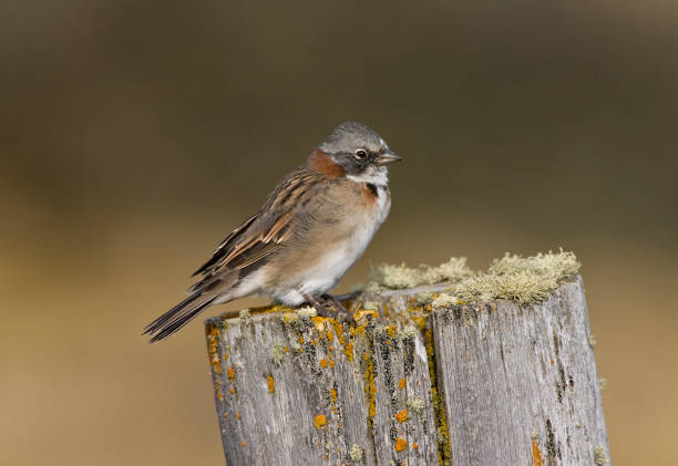 istock Roodkraaggors, Rufous-collared Sparrow, Zonotrichia capensis 1446937173