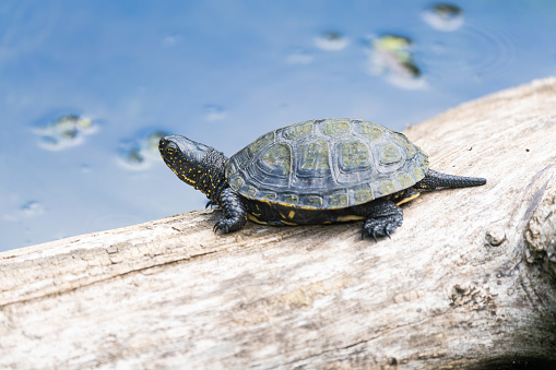 European swamp turtle on a log in a lake