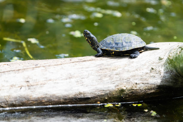 istock european swamp turtle 1446937639