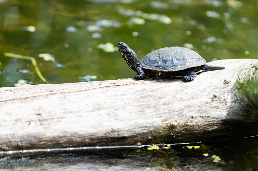 European swamp turtle on a log in a lake
