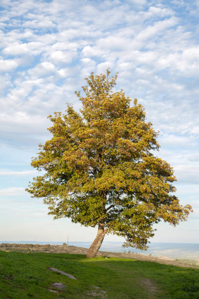 istock Tree and View in Trancoso 1446937808