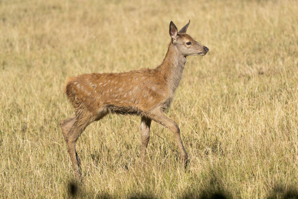 Young european red deer fawn walking in a meadow