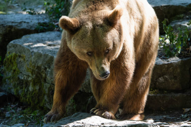 European brown bear in a forest