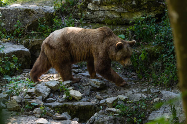 istock European brown bear 1446937924