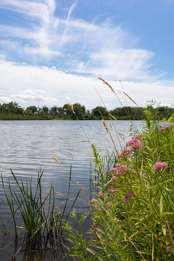 A closeup of beautiful flowers and green wild plants along the shore of Tampier Lake in suburban Palos Township Illinois during the summer