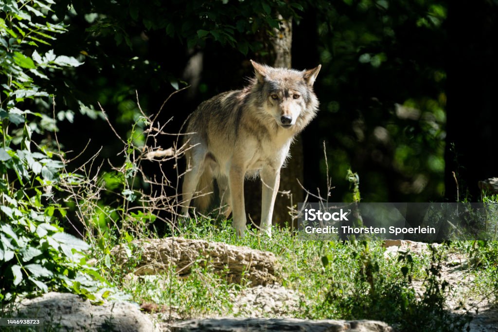 Canadian Timberwolf Closeup of a canadian timerwolf on the edge of a forest Alaska - US State Stock Photo