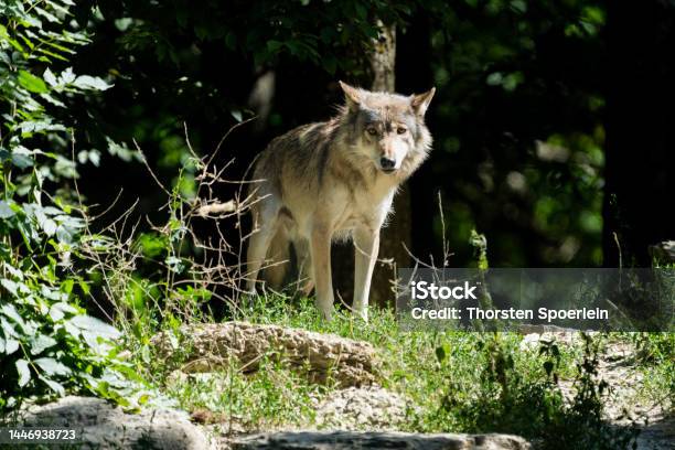Canadian Timberwolf Stock Photo - Download Image Now - Alaska - US State, Wolf, Germany