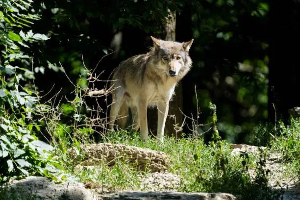 Closeup of a canadian timerwolf on the edge of a forest