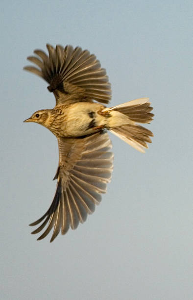 istock Eurasian Skylark, Veldleeuwerik, Alauda arvensis 1446939401