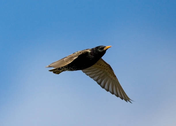 istock Common Starling, Spreeuw, Sturnus vulgaris 1446939402