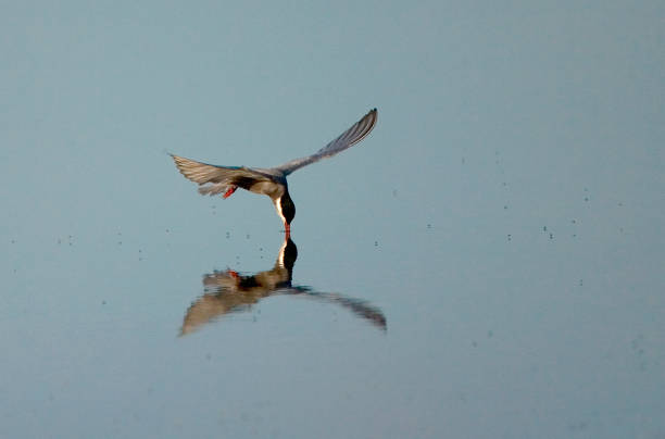 istock Witwangstern, Whiskered Tern, Chlidonias hybrida 1446939432